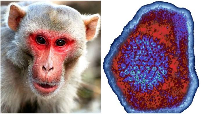 Monkey B Virus: कोरोना वायरस के बीच अब बेहद खतरनाक Monkey B Virus ने दी दस्तक, जाने क्या है ये वायरस और कैसे फैलता है